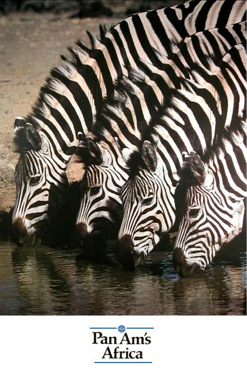 Pan Am's Africa, c. 1980 (Pan Am Historical Foundation). Showing Zebras